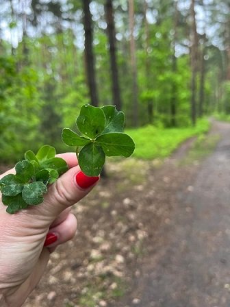 czterolistna koniczynka symbolizująca szczęście na co dzień